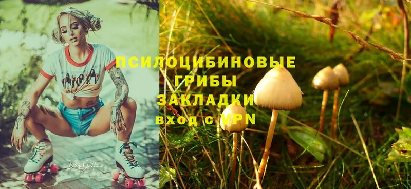 omg зеркало  Дедовск  Галлюциногенные грибы Cubensis  наркота 